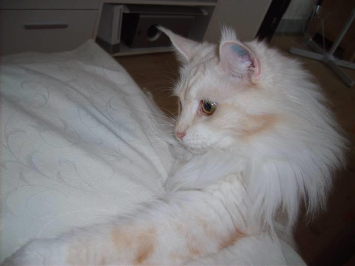 Maine Coon Nala " Prinsessen " billede 16