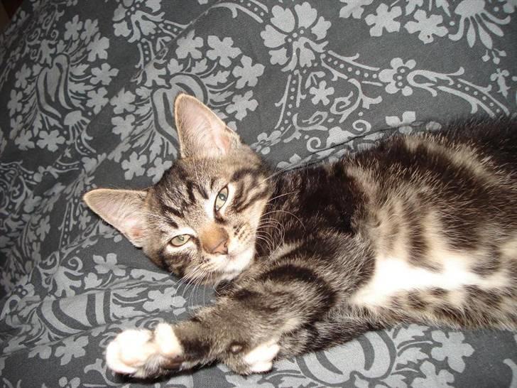 Huskat Emil - Smukke mis billede 1