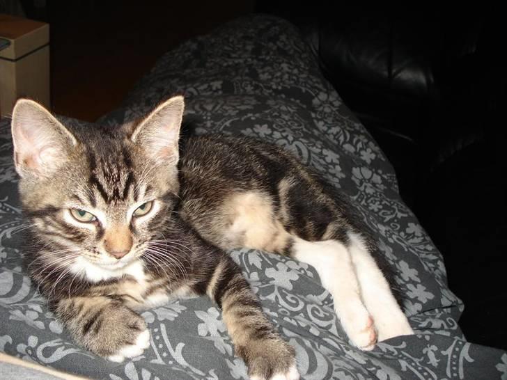 Huskat Emil billede 2