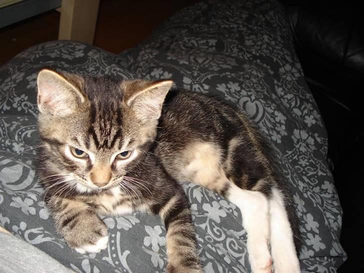 Huskat Emil billede 3