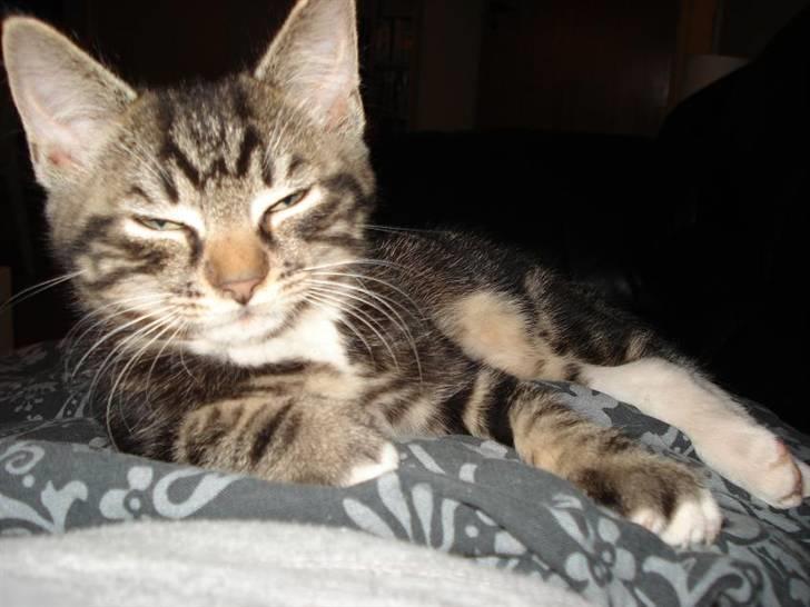 Huskat Emil billede 4