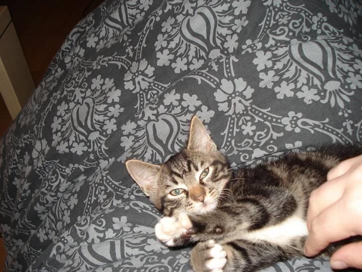 Huskat Emil billede 5