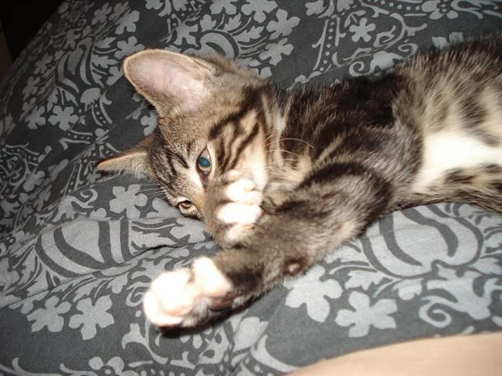 Huskat Emil billede 6