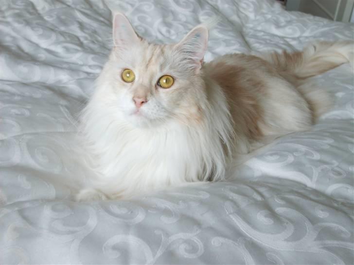 Maine Coon Nala " Prinsessen " billede 17