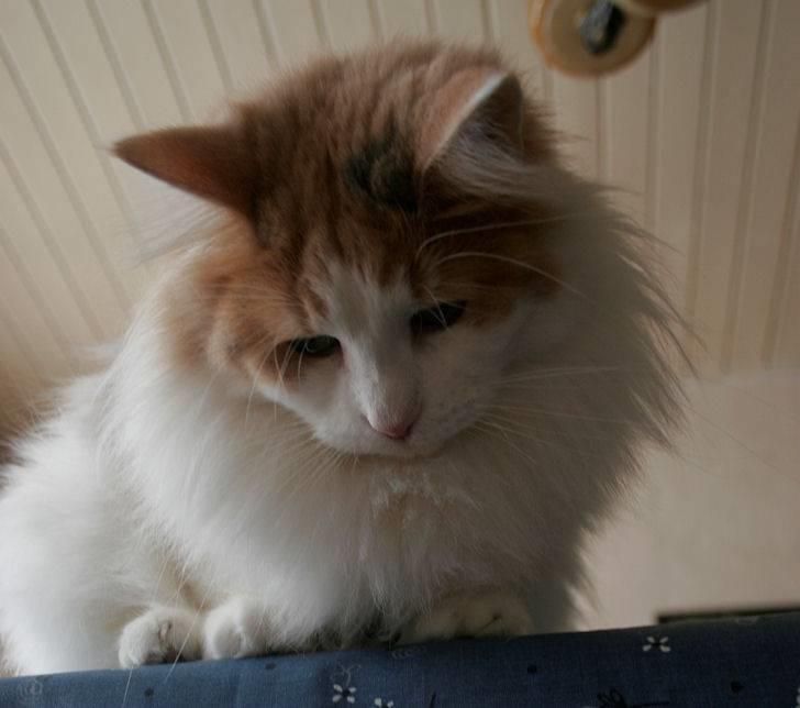 Norsk Skovkat Klan Elliott's Bit of Honey billede 12