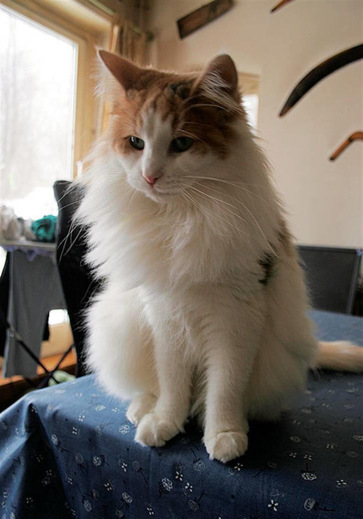 Norsk Skovkat Klan Elliott's Bit of Honey billede 13