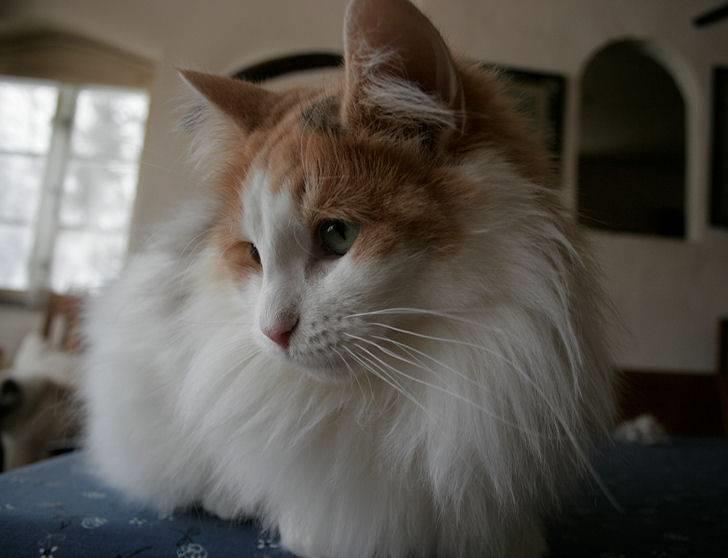 Norsk Skovkat Klan Elliott's Bit of Honey billede 14