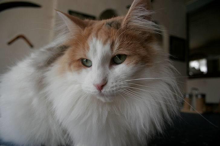 Norsk Skovkat Klan Elliott's Bit of Honey billede 15