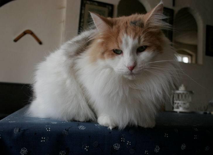 Norsk Skovkat Klan Elliott's Bit of Honey billede 16