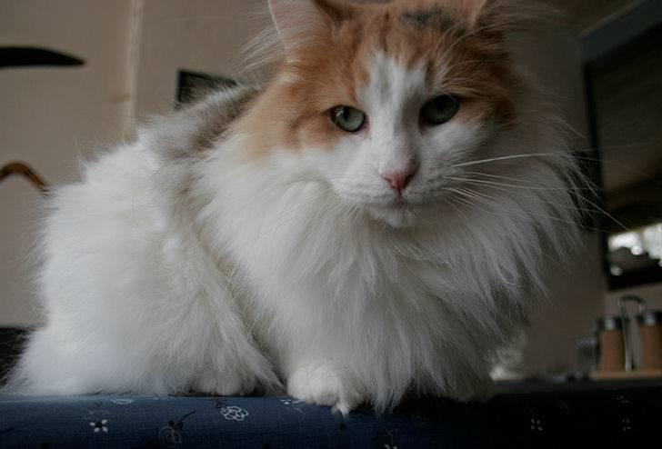 Norsk Skovkat Klan Elliott's Bit of Honey billede 17