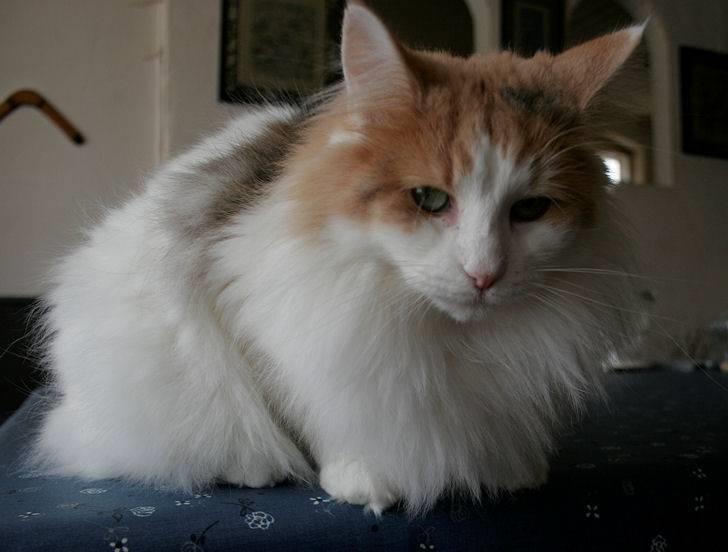 Norsk Skovkat Klan Elliott's Bit of Honey billede 18