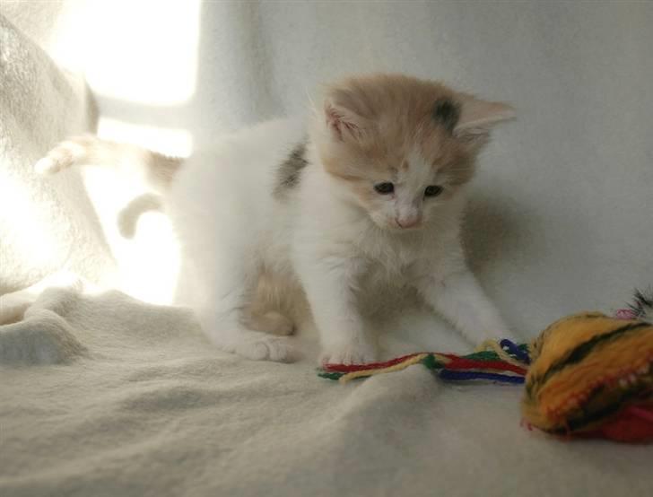 Norsk Skovkat Klan Elliott's Bit of Honey billede 19