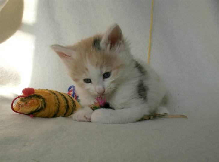 Norsk Skovkat Klan Elliott's Bit of Honey billede 20