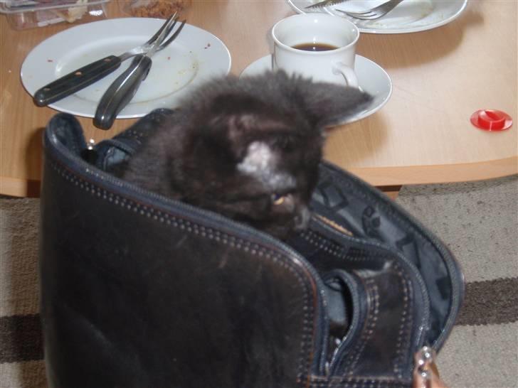 Huskat Raya billede 7