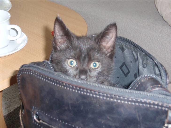 Huskat Raya billede 8