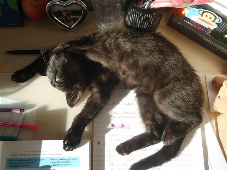 Huskat Raya billede 9