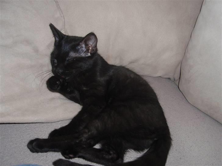 Huskat Raya billede 10