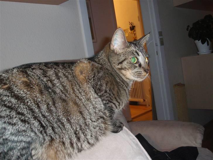 Huskat Fonzie billede 17