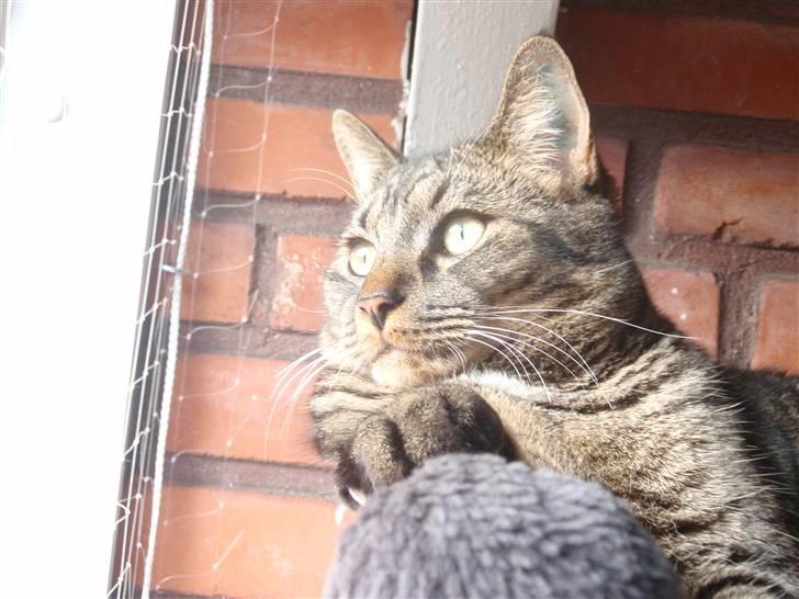 Huskat Fonzie billede 18