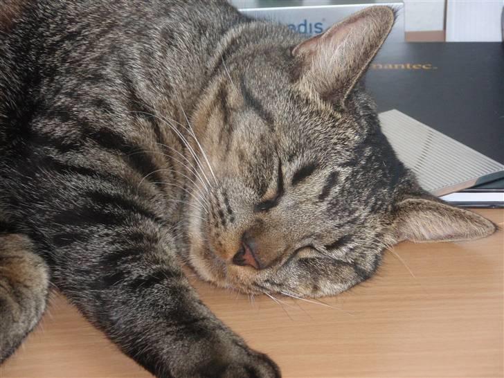 Huskat Fonzie billede 19