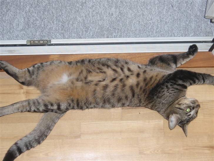 Huskat Fonzie billede 20