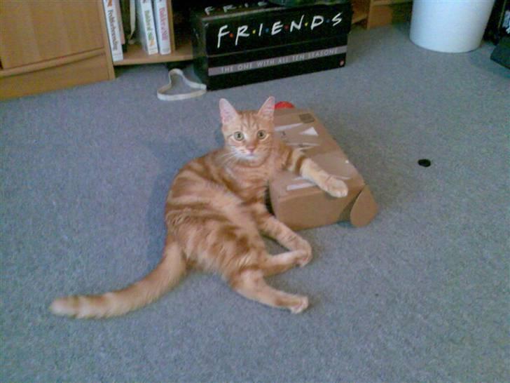 Huskat Simba billede 1