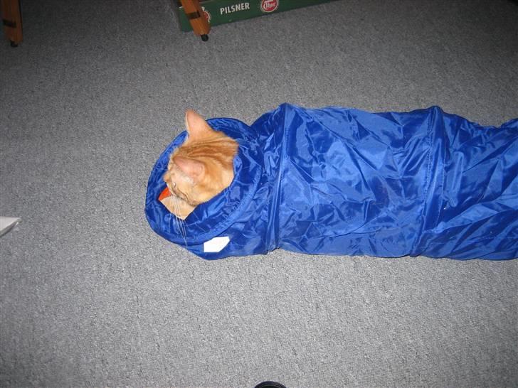 Huskat Simba billede 2