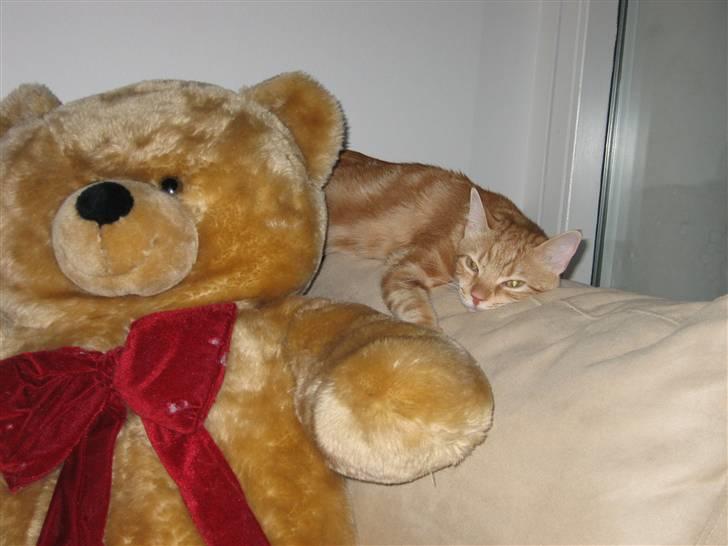 Huskat Simba billede 3