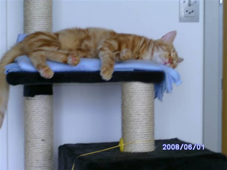 Huskat Simba billede 5