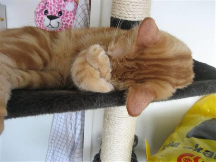 Huskat Simba billede 6