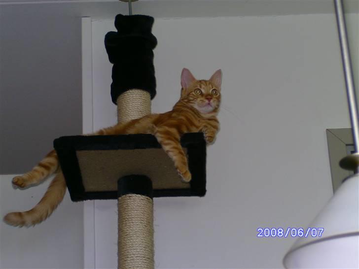 Huskat Simba billede 7