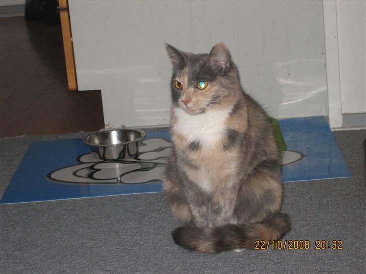 Huskat Lilo billede 1