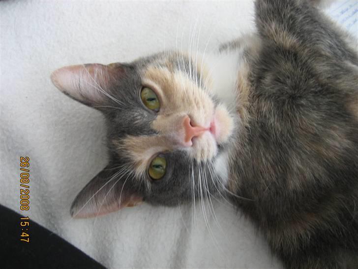 Huskat Lilo billede 2