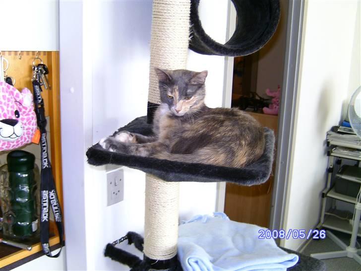 Huskat Lilo billede 3