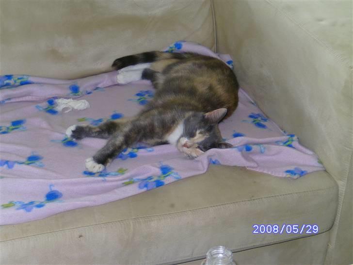 Huskat Lilo billede 4