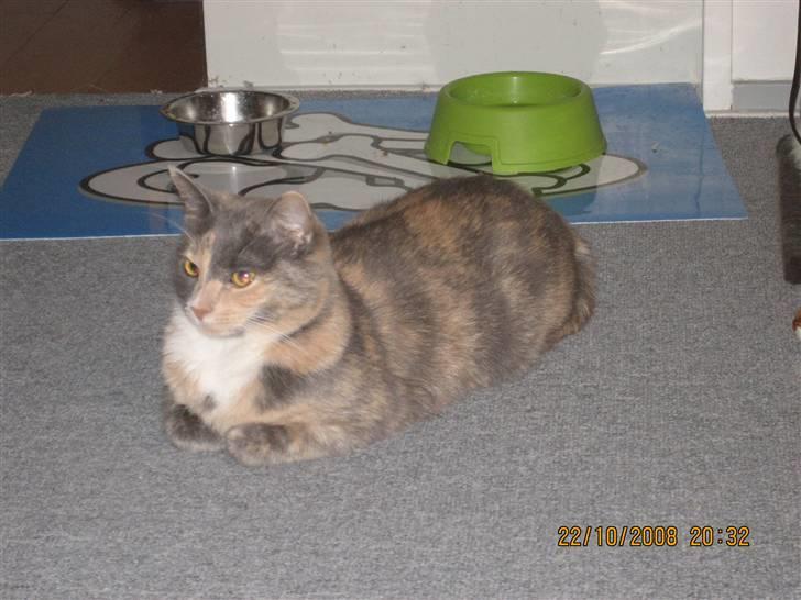 Huskat Lilo billede 5