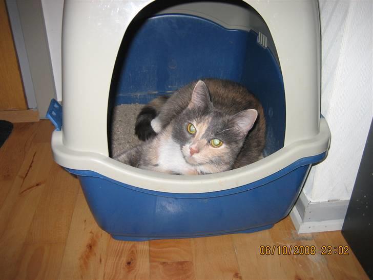 Huskat Lilo billede 6