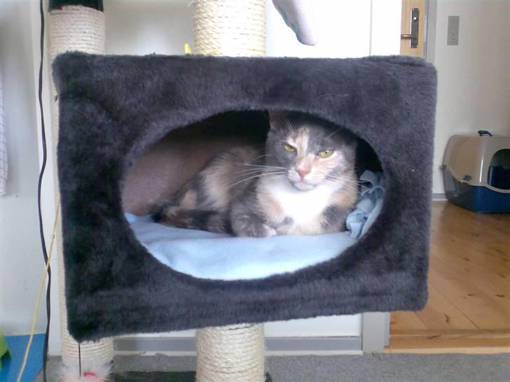 Huskat Lilo billede 7