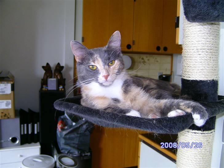 Huskat Lilo billede 8