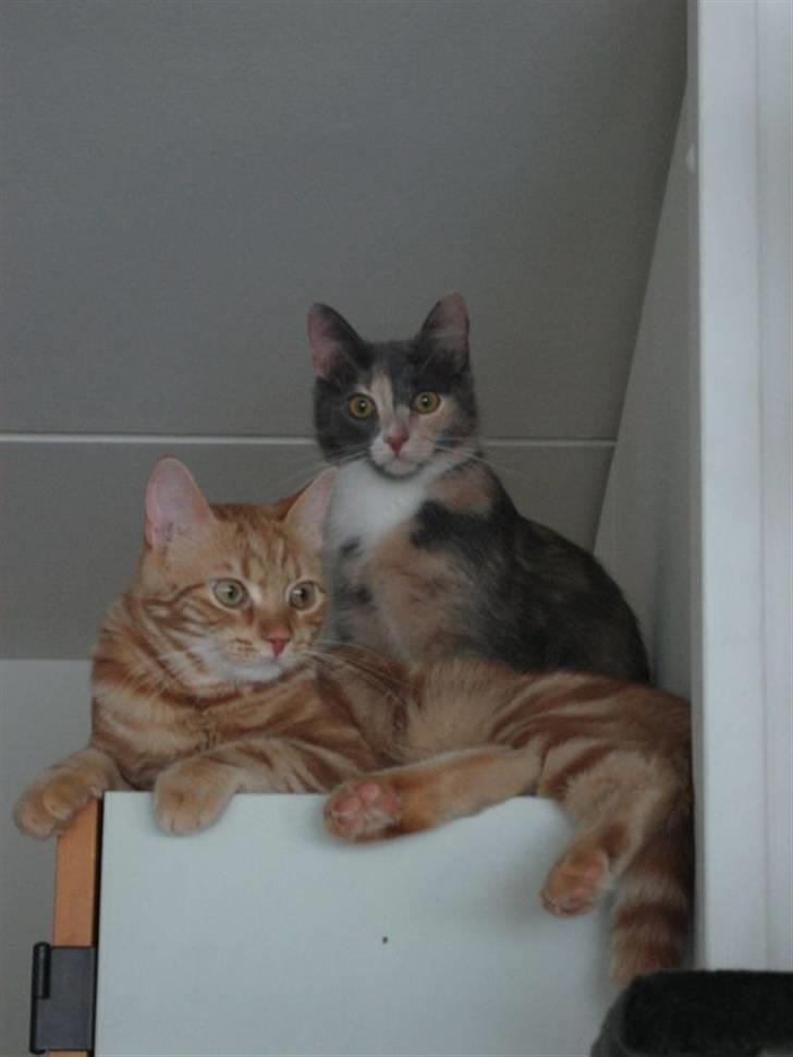 Huskat Lilo billede 9