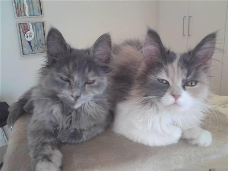 Blanding af racer Cirkeline - Cirkeline og Fie hygger :) billede 12