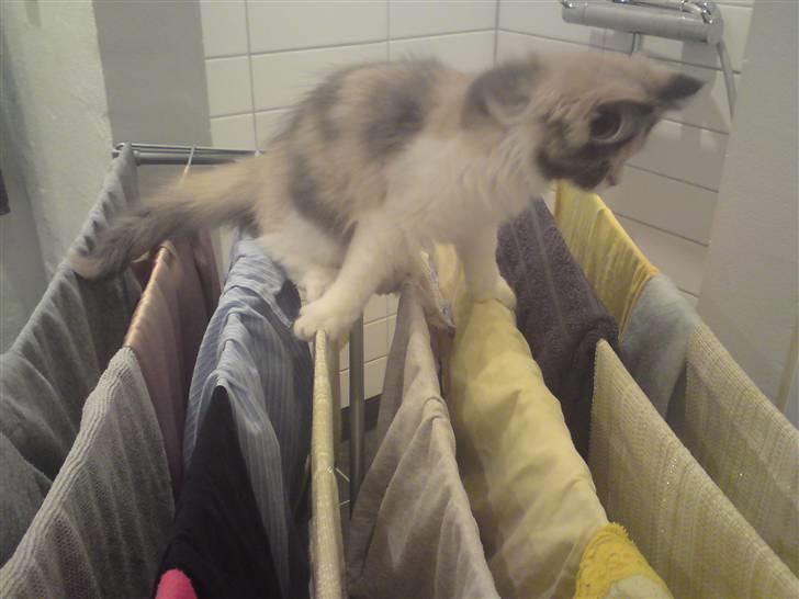 Blanding af racer Cirkeline - Cirkeline hjælper med vasketøjet ;) hehe.. billede 13