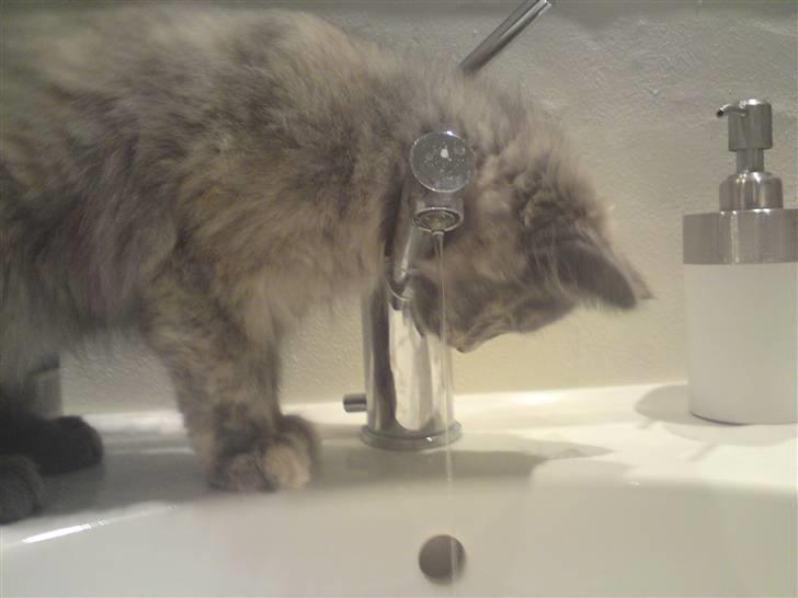 Blanding af racer Fie - Vand er såååå spændende hehe.. billede 8