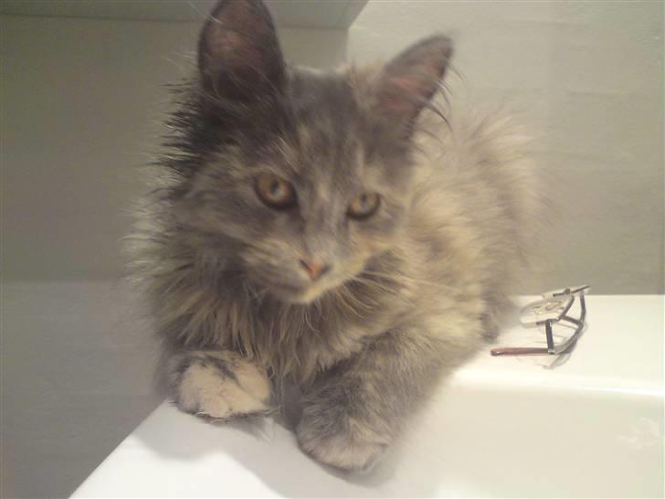 Blanding af racer Fie - Det er så spændende at ligge på kanten af håndvasken og studere vandet :) billede 9