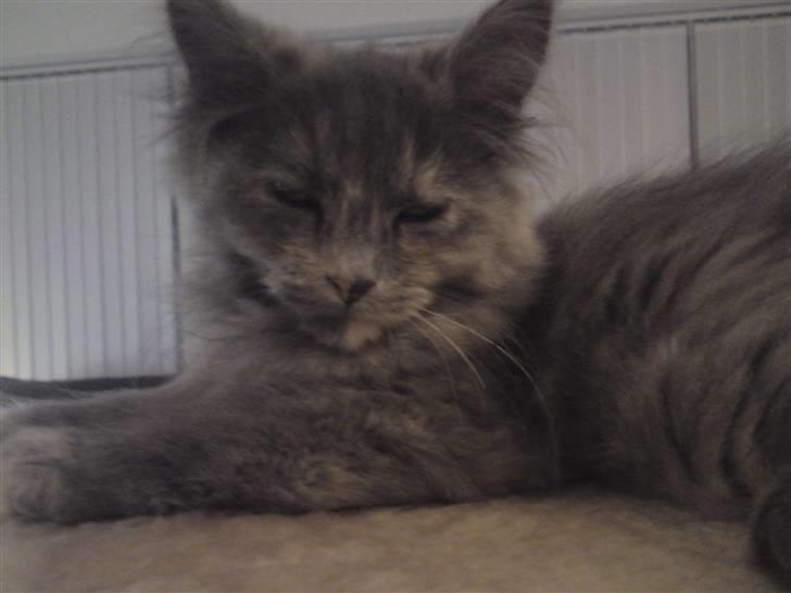 Blanding af racer Fie billede 10