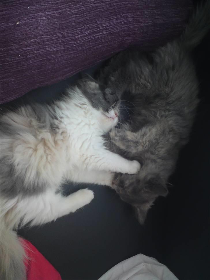 Blanding af racer Fie - Så er der fight ;) billede 11