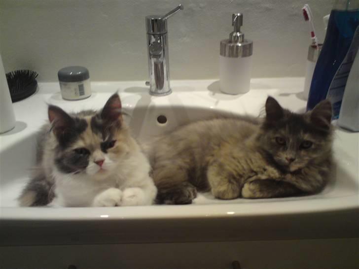 Blanding af racer Fie billede 12