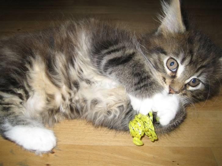 Maine Coon Monster (Mons) - I gang med at lege igen...8 uger  billede 4