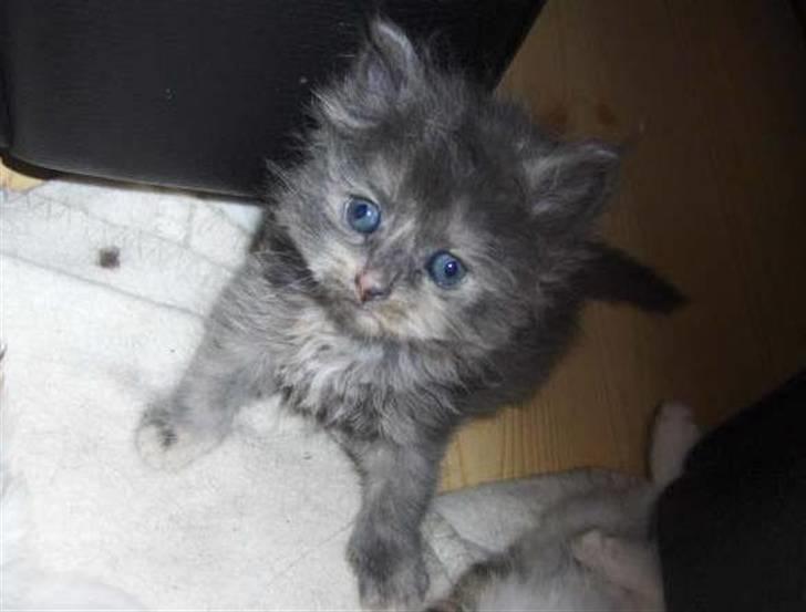 Blanding af racer Fie - Baby Fie :) billede 13