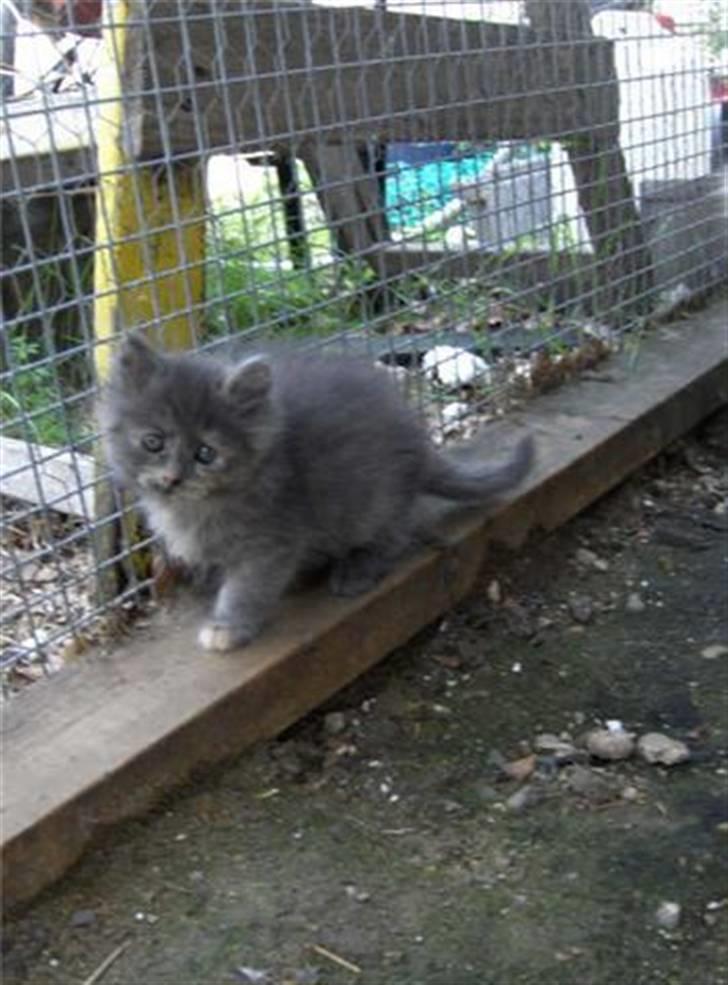 Blanding af racer Fie billede 14